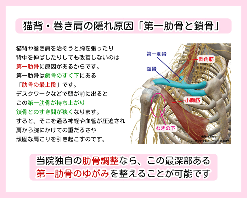 猫背・巻き肩の根本原因「第一肋骨と鎖骨」の解剖図。デスクワークによる神経・血管の圧迫を神楽坂の専門整体が肋骨調整で解消。