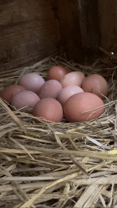 クリックすると拡大します