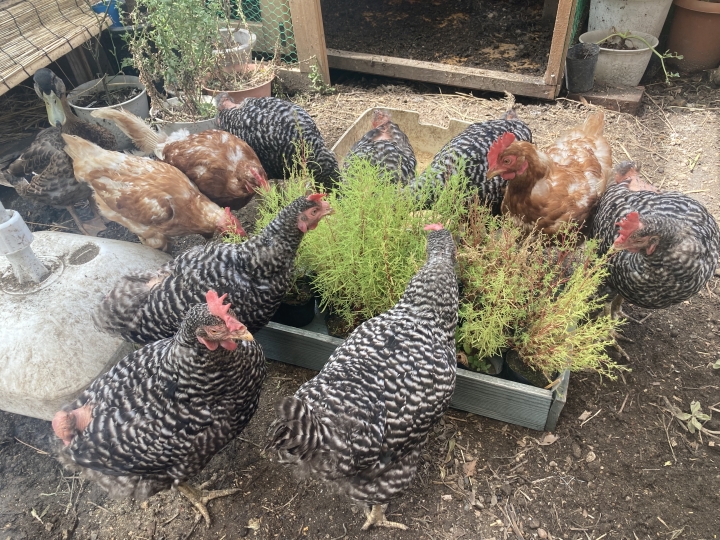 クリックすると拡大します