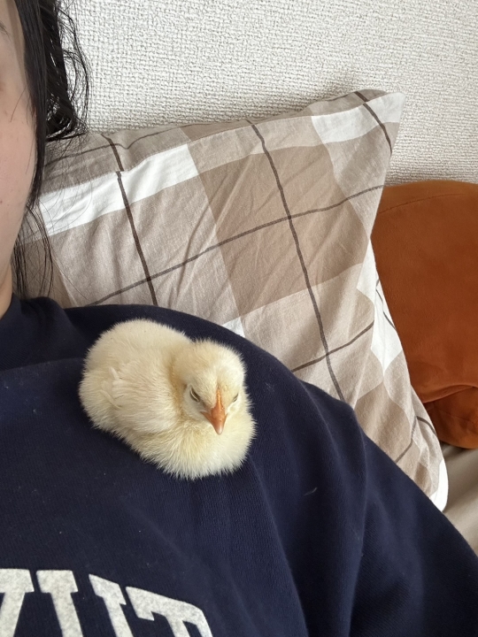 クリックすると拡大します