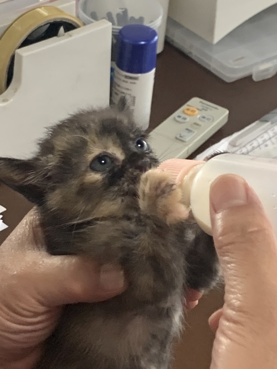 クリックすると拡大します