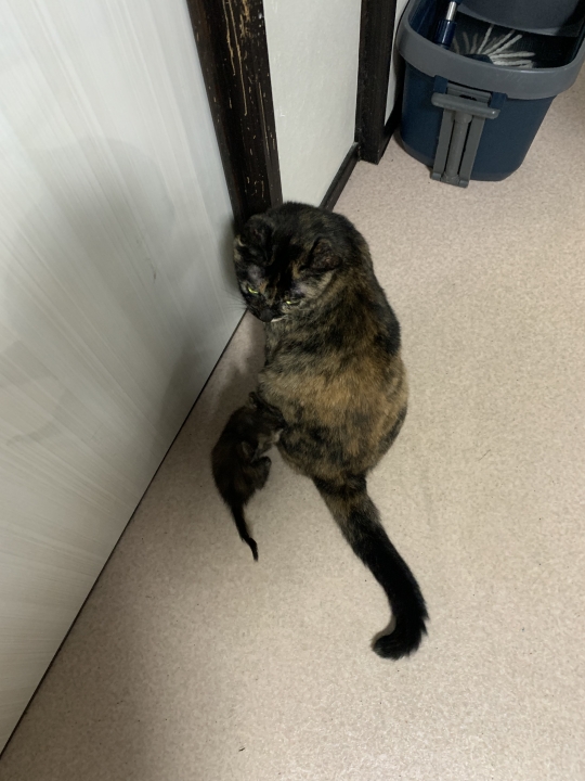 クリックすると拡大します