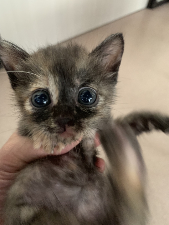 クリックすると拡大します