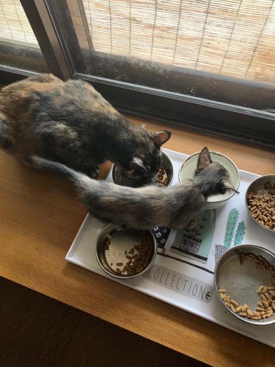 クリックすると拡大します