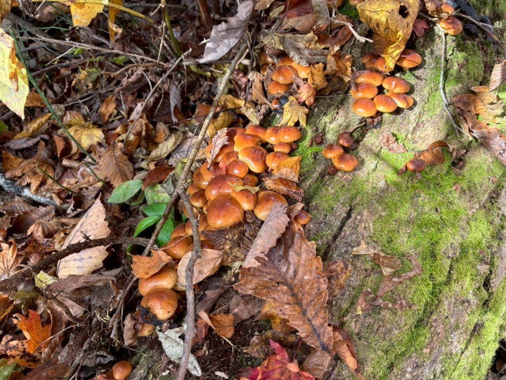 クリックすると拡大します