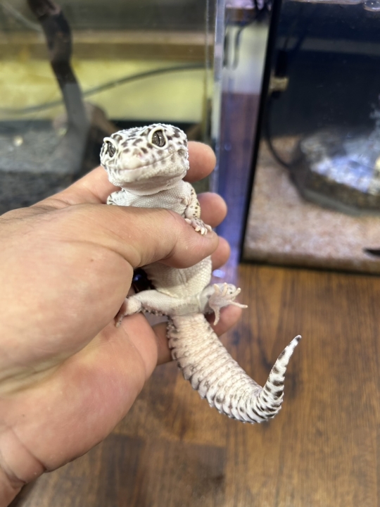 クリックすると拡大します