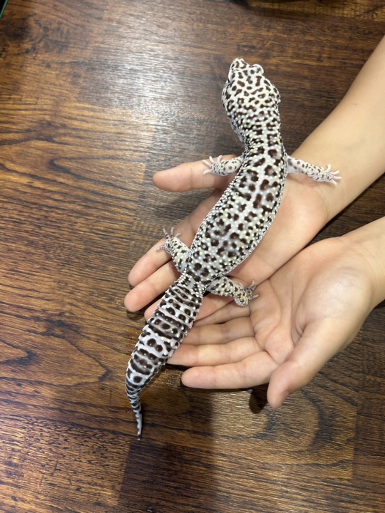 クリックすると拡大します