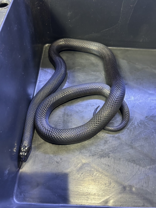 クリックすると拡大します