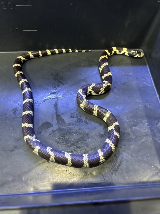 クリックすると拡大します