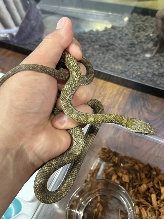 クリックすると拡大します