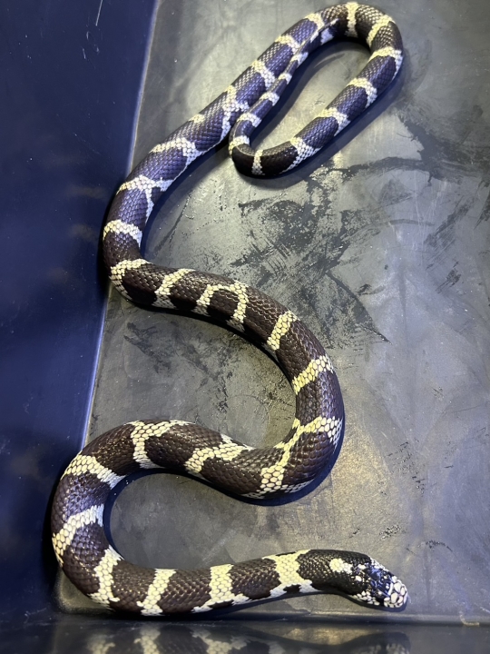 クリックすると拡大します