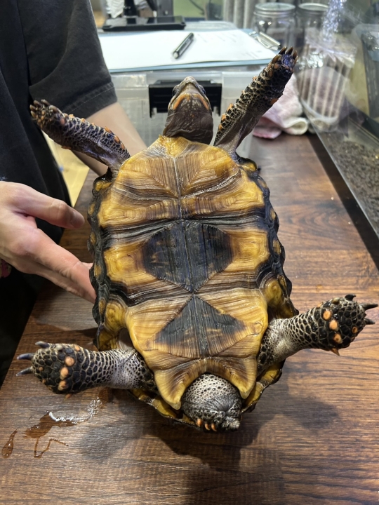 クリックすると拡大します