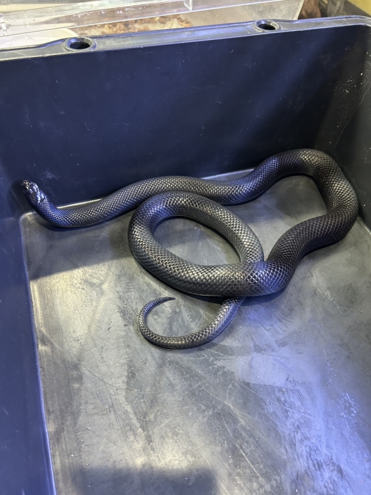 クリックすると拡大します