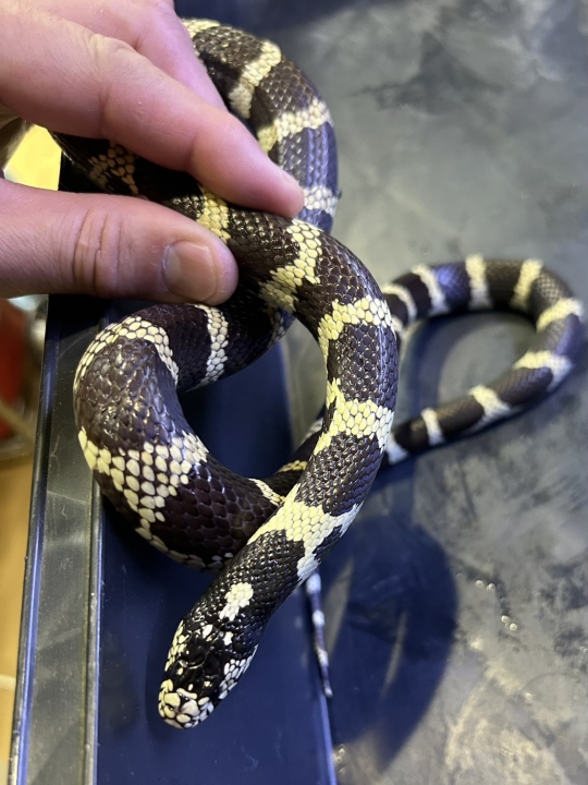 クリックすると拡大します