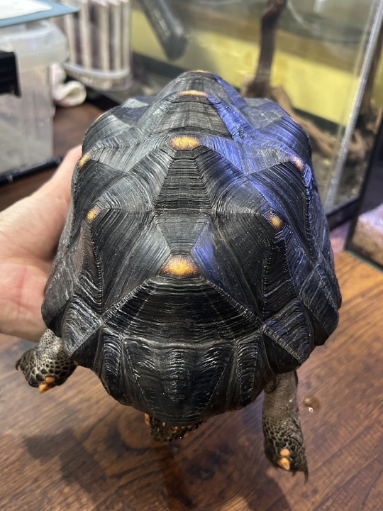 クリックすると拡大します