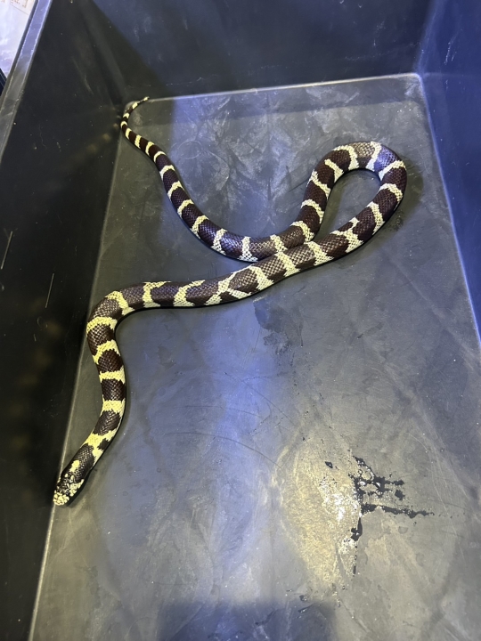 クリックすると拡大します