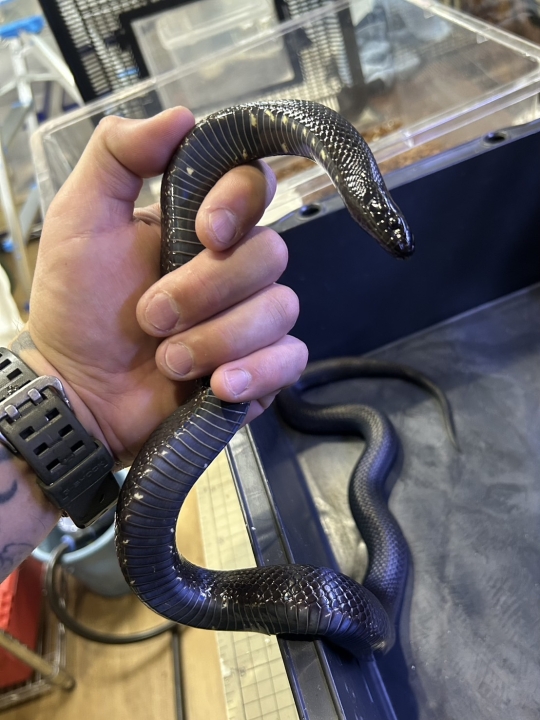 クリックすると拡大します