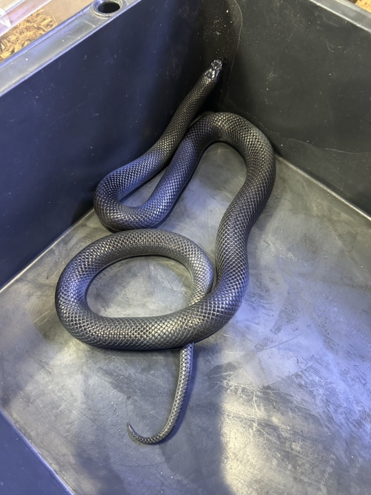 クリックすると拡大します