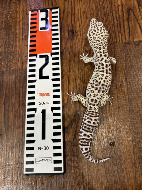 クリックすると拡大します