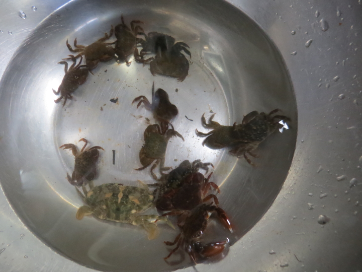クリックすると拡大します