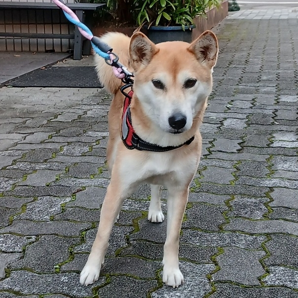 クリックすると拡大します