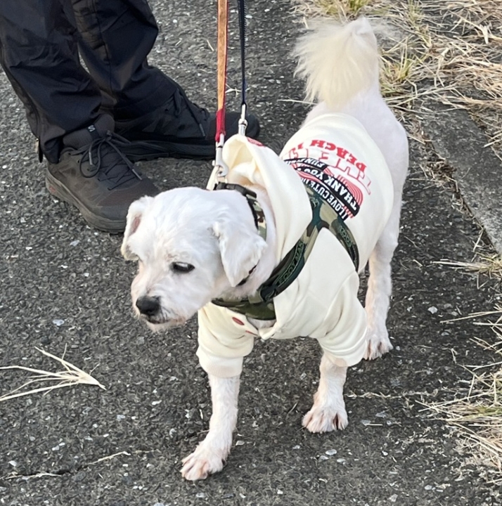 クリックすると拡大します