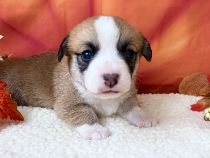 クリックすると拡大します