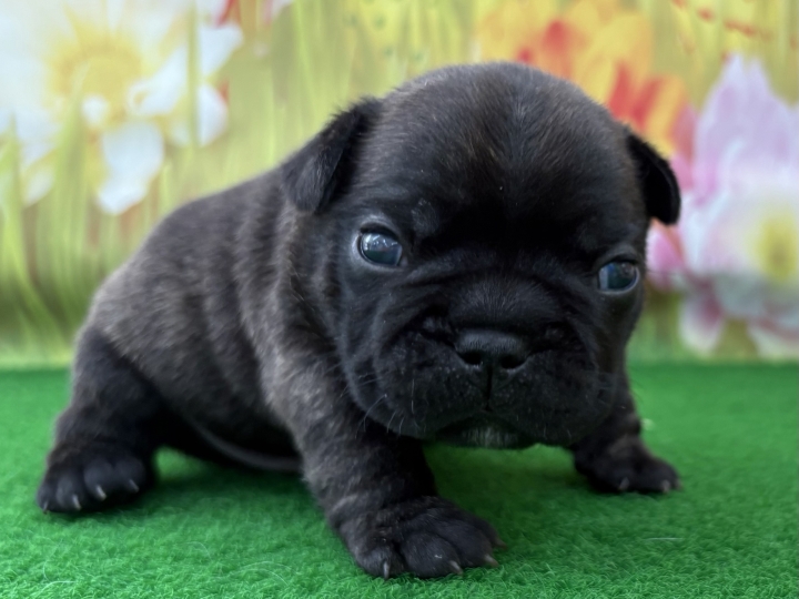 クリックすると拡大します