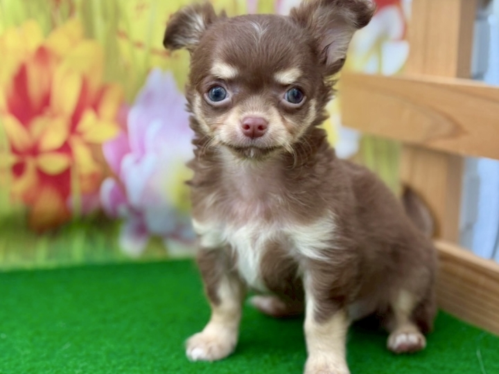 クリックすると拡大します