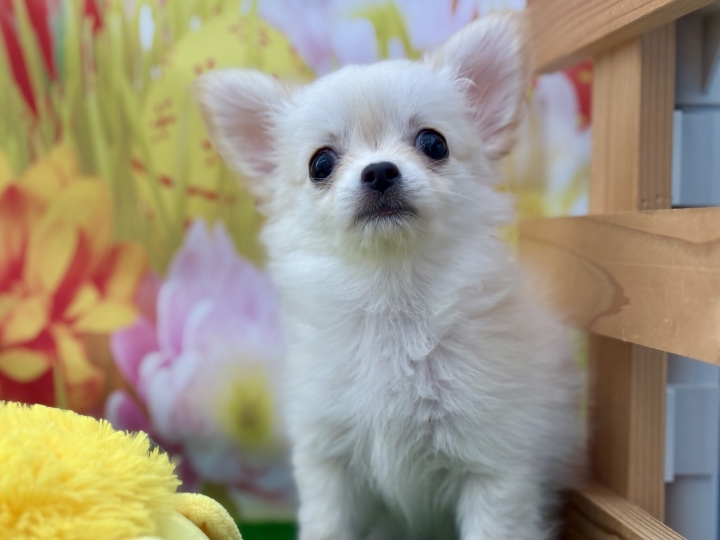 クリックすると拡大します