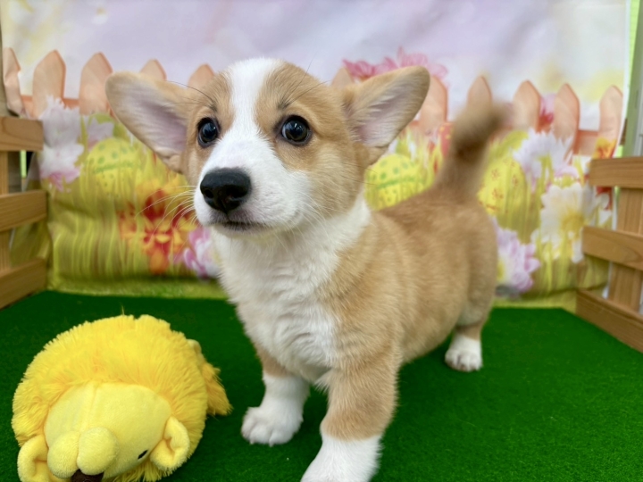 クリックすると拡大します