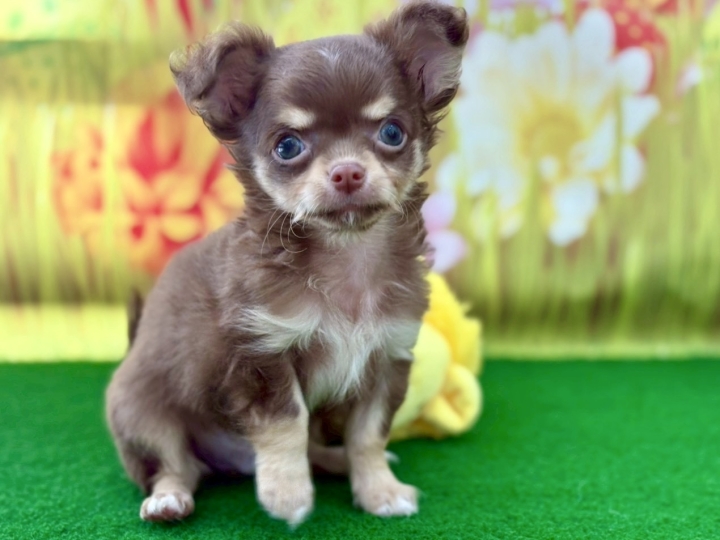 クリックすると拡大します