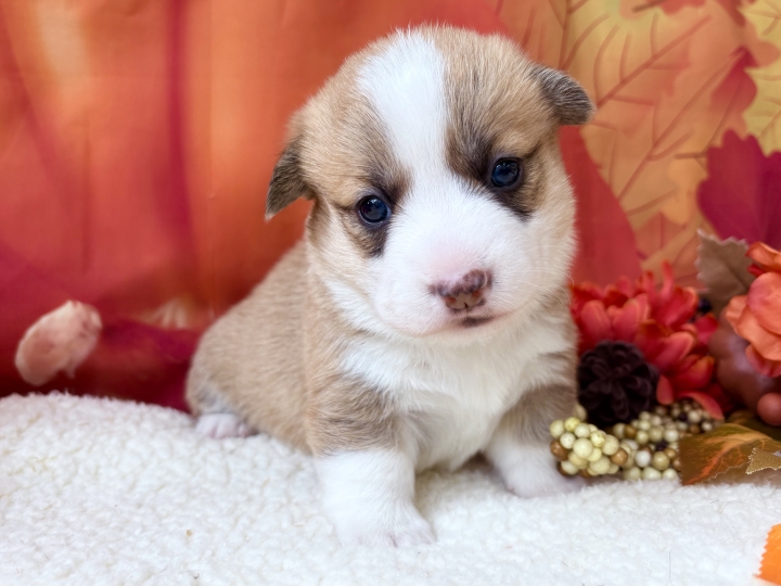 クリックすると拡大します