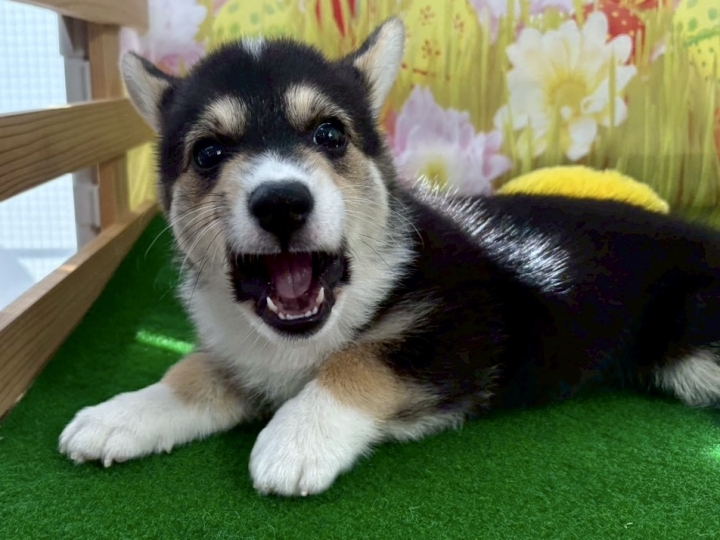 クリックすると拡大します