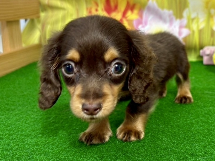 クリックすると拡大します