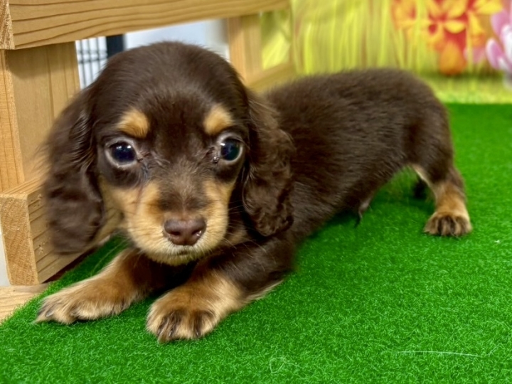 クリックすると拡大します