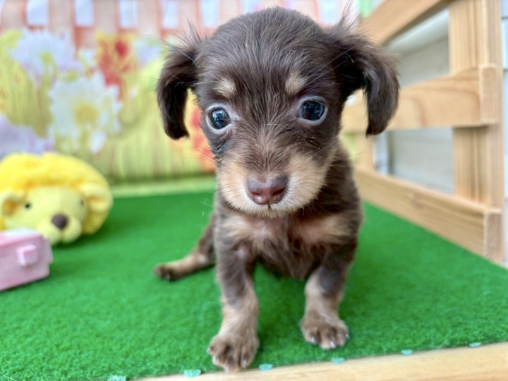 クリックすると拡大します