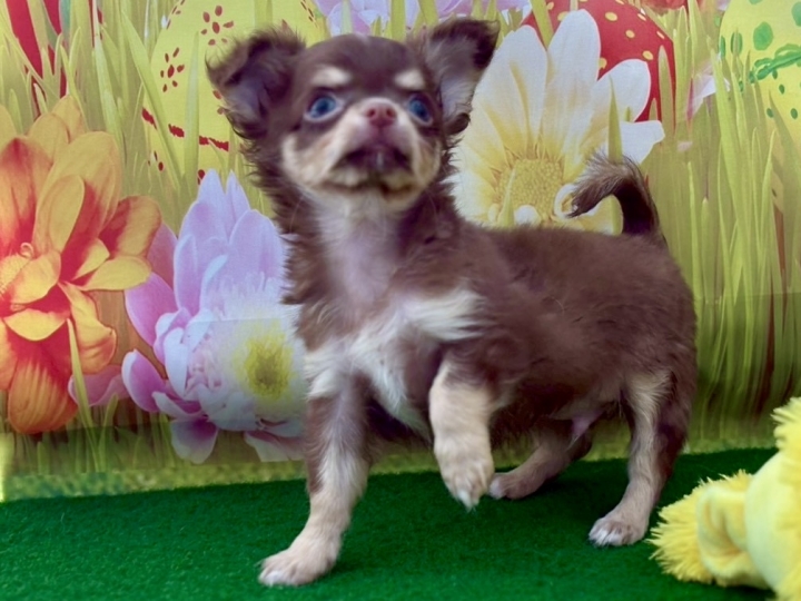 クリックすると拡大します