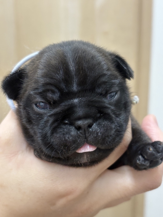 クリックすると拡大します