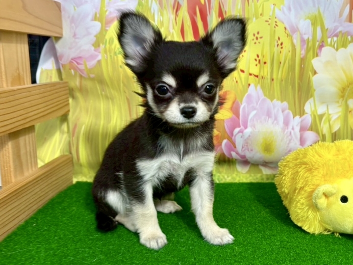 クリックすると拡大します