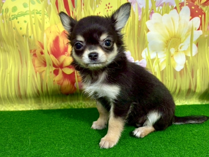 クリックすると拡大します