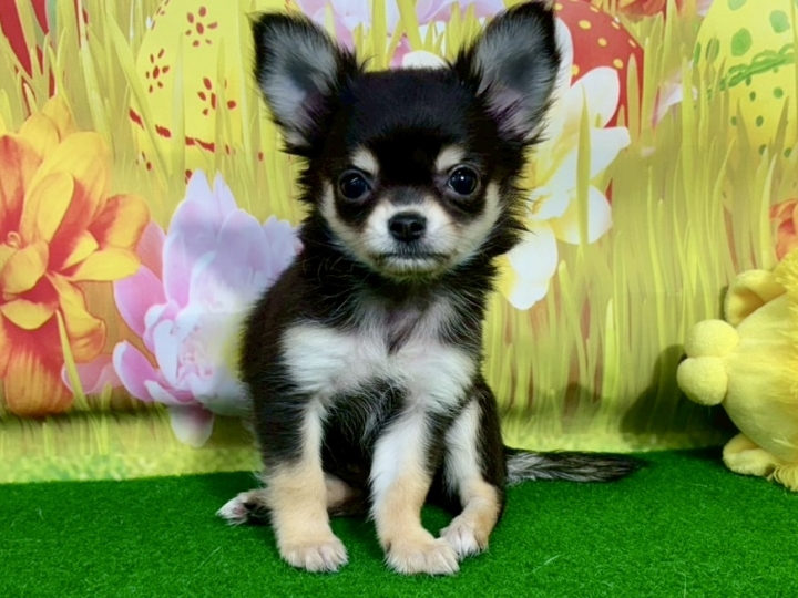 クリックすると拡大します