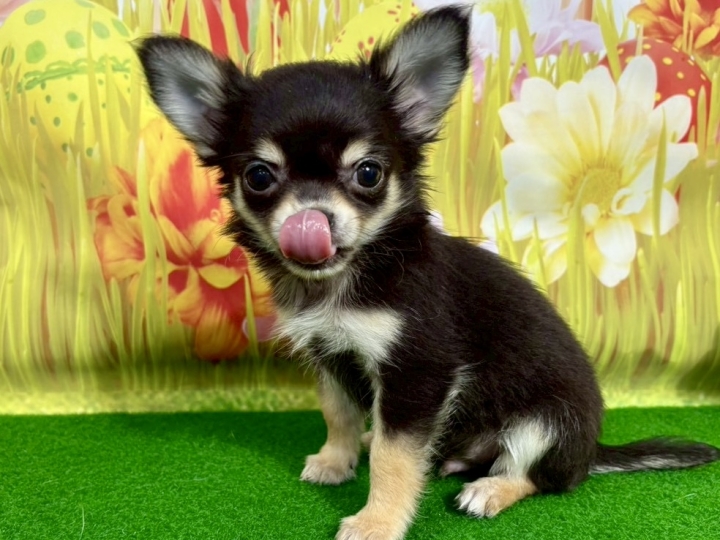 クリックすると拡大します