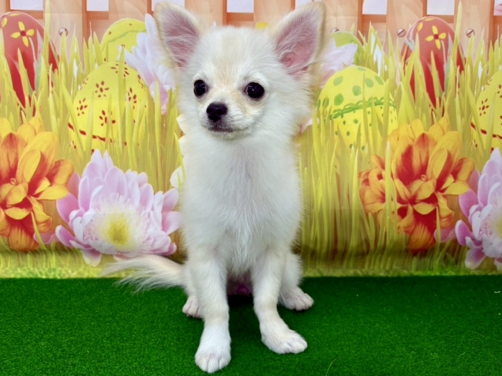 クリックすると拡大します