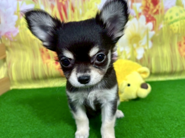 クリックすると拡大します