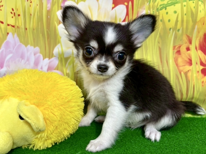 クリックすると拡大します