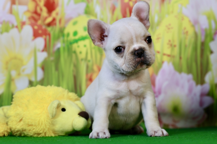 クリックすると拡大します