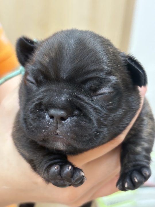 クリックすると拡大します