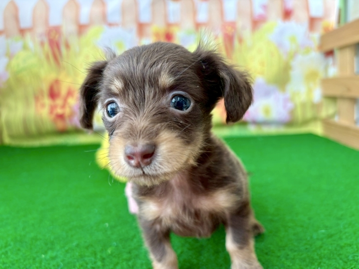 クリックすると拡大します