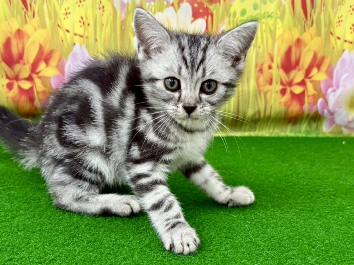 クリックすると拡大します